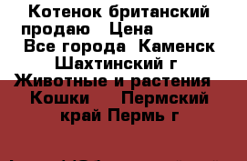 Котенок британский продаю › Цена ­ 3 000 - Все города, Каменск-Шахтинский г. Животные и растения » Кошки   . Пермский край,Пермь г.